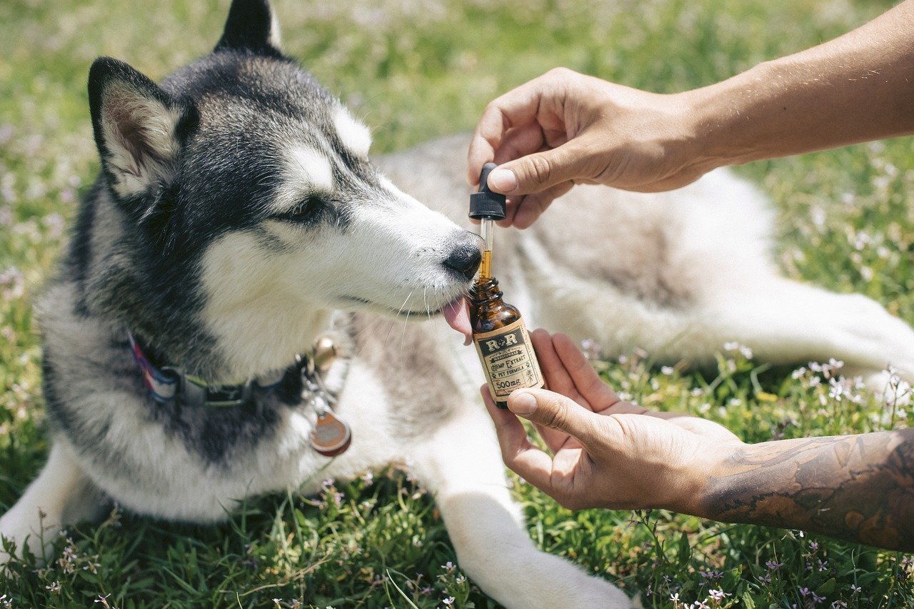 Welactin Fish oil for dogs