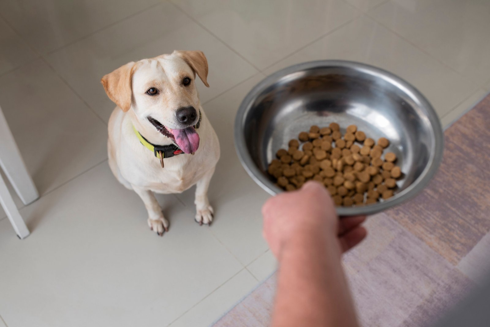 Best elevated dog bowls