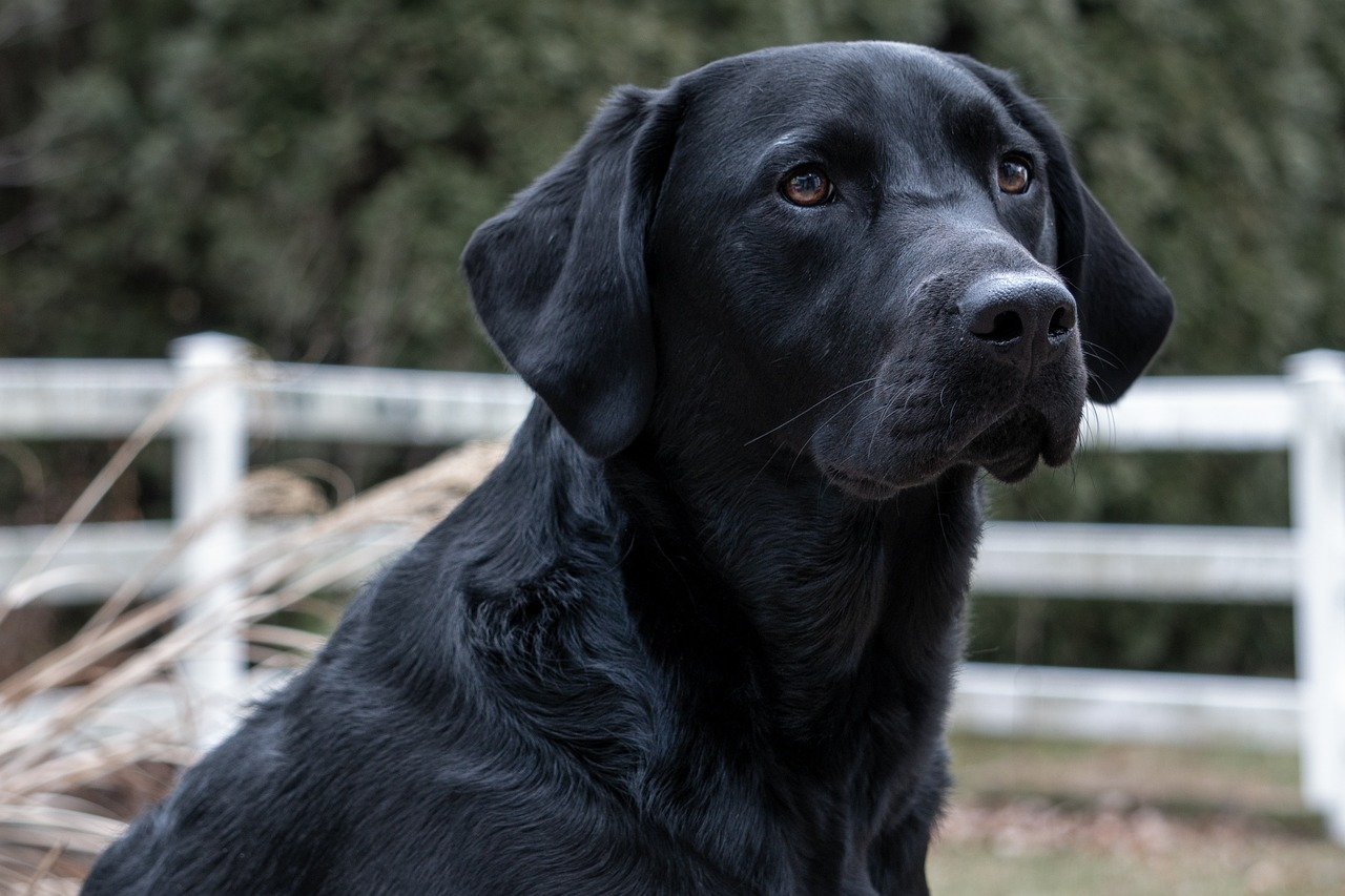 Labs Be Guard Dogs