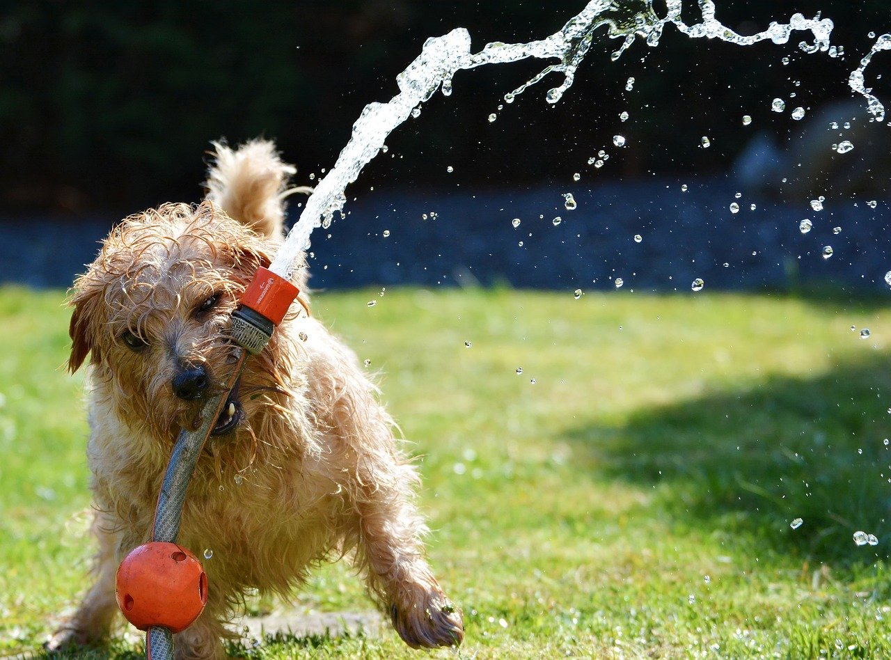 Pet smart dog water fountain