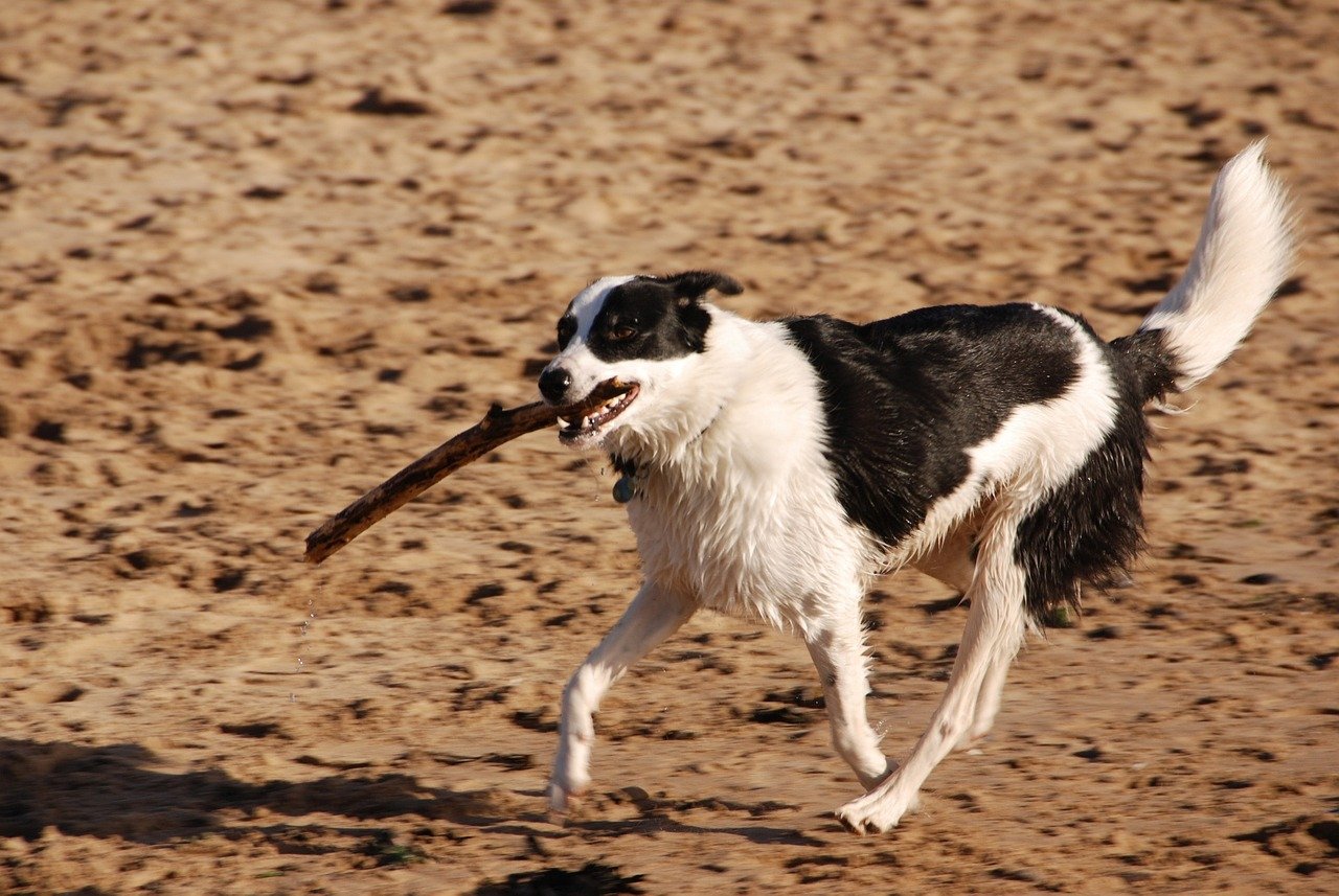 Dog Exercise After Every Meal