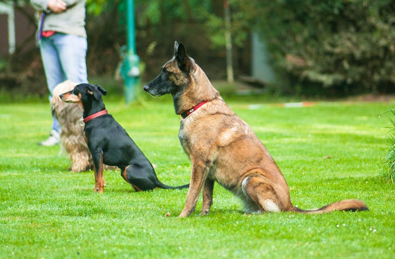 Dog exercise requirements by breed