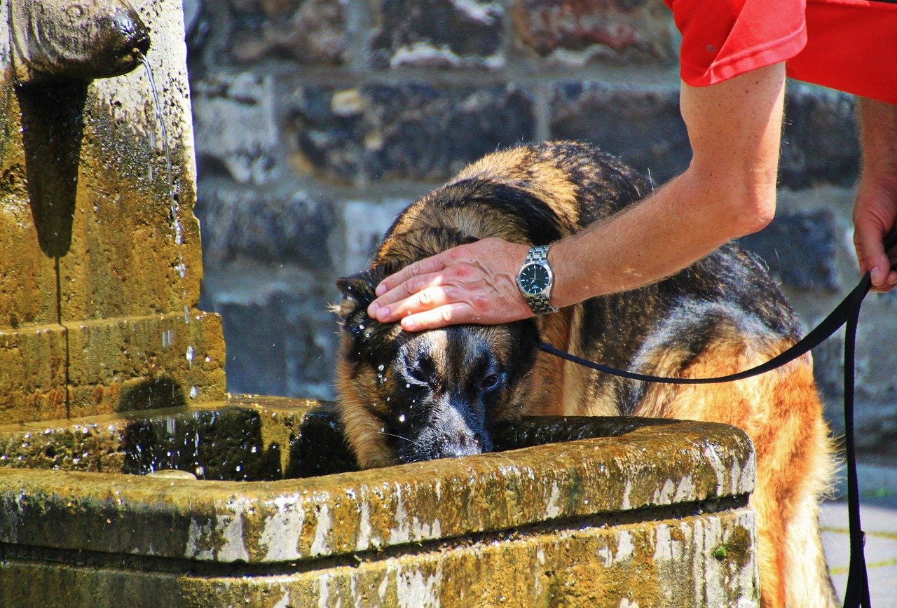 Best Large Dog Water Fountain