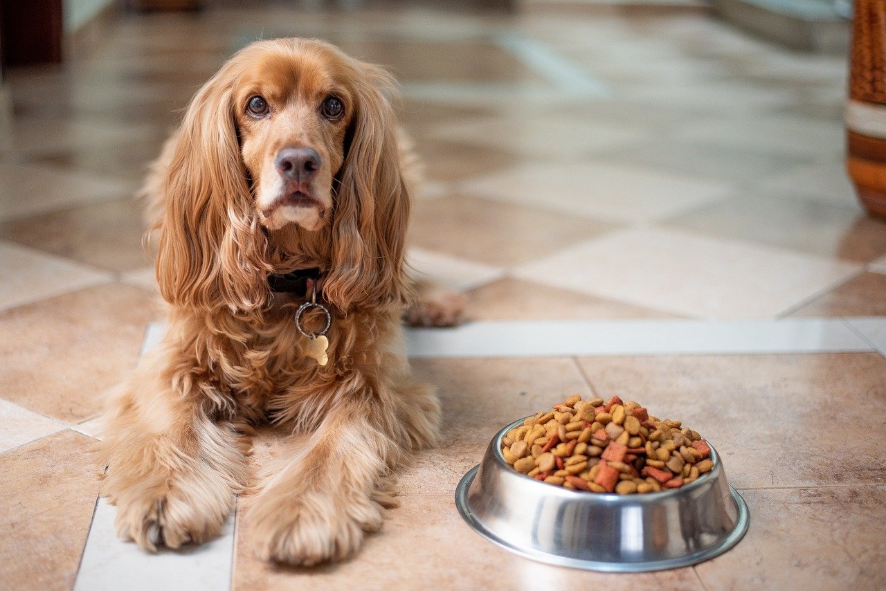 Most Healthy Dog Food Choice