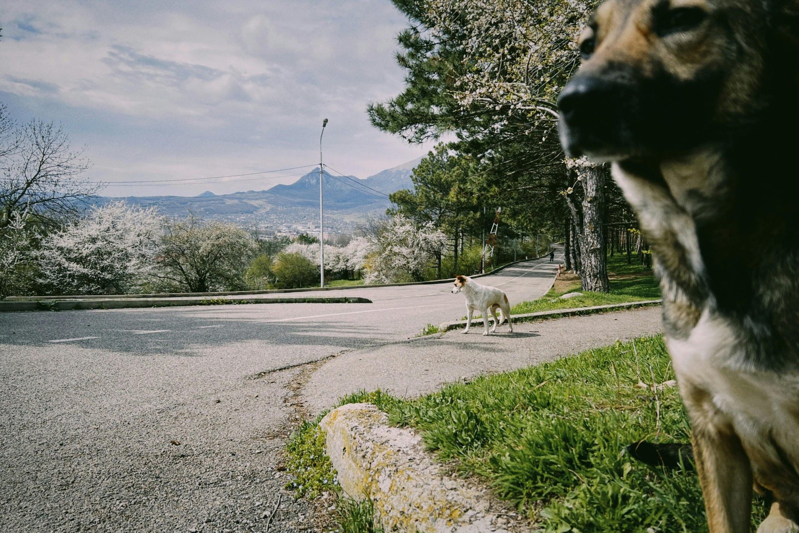 Mexican street dogs