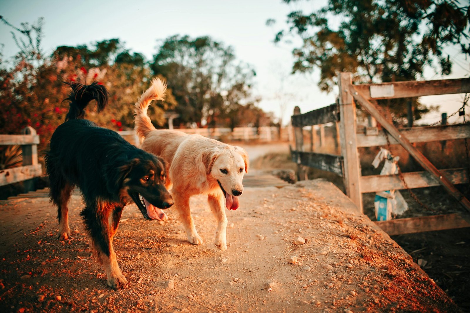 street dogs Roxy's