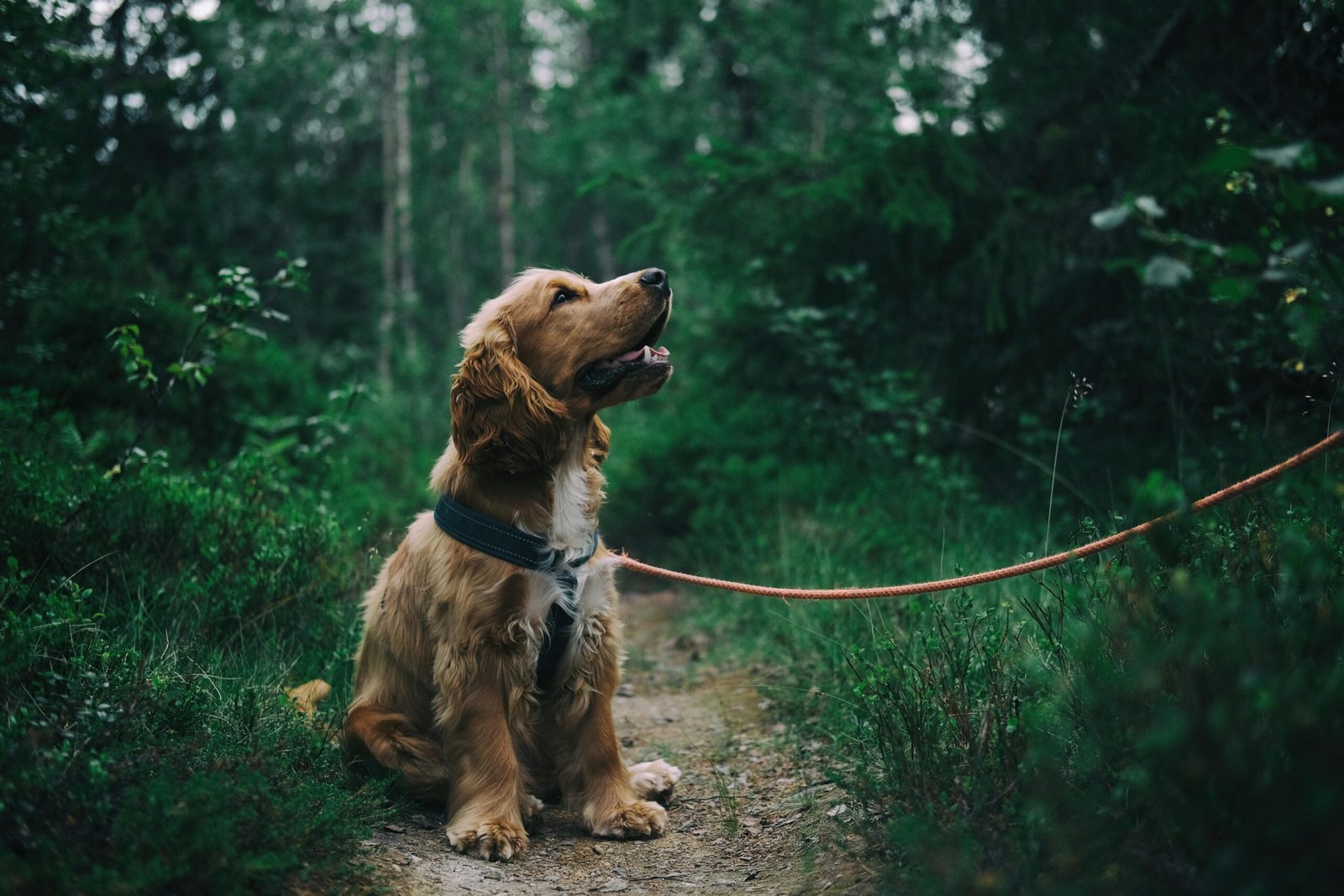 Outdoor Dog Pens