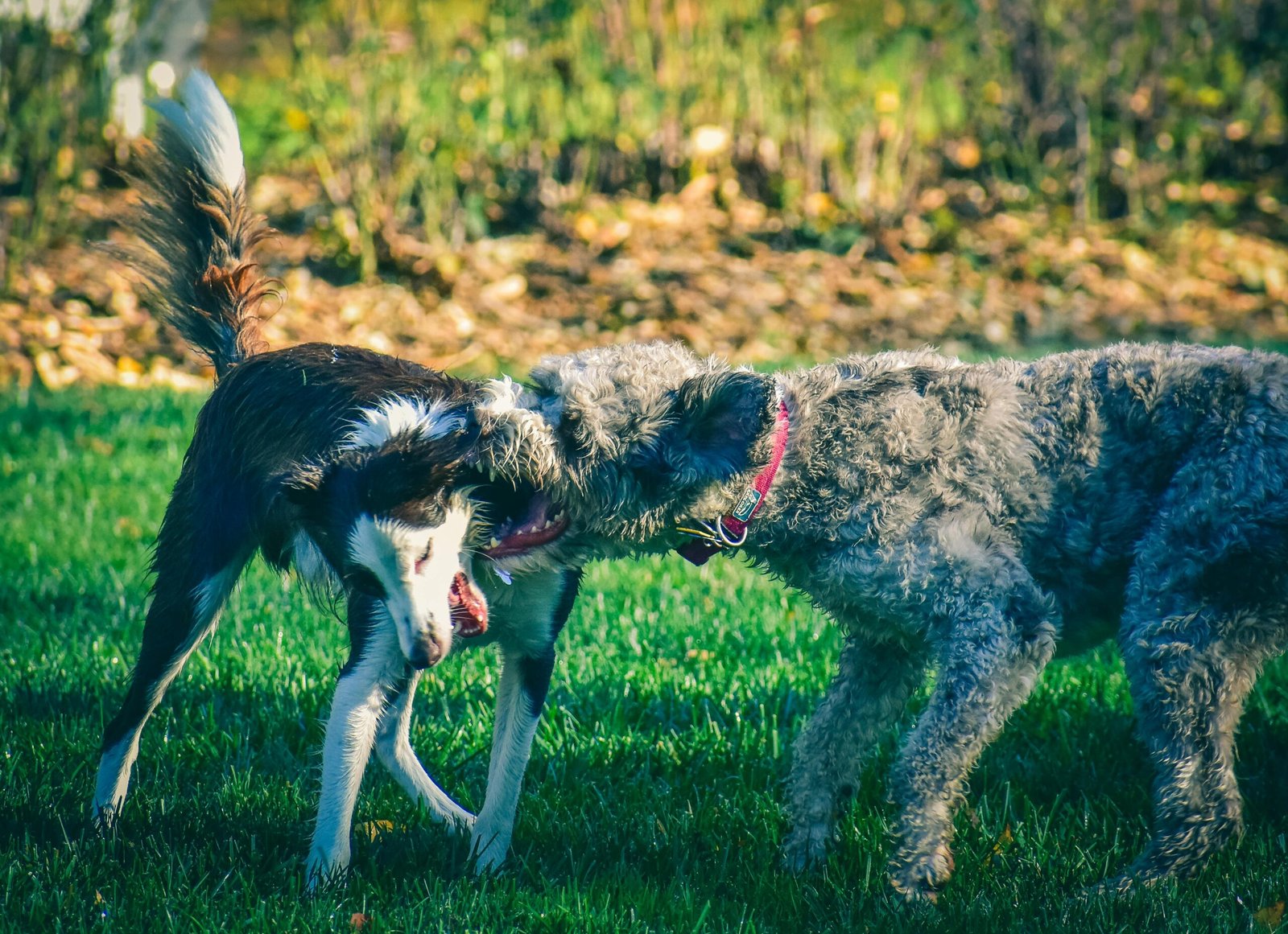 most dangerous dogs in the world