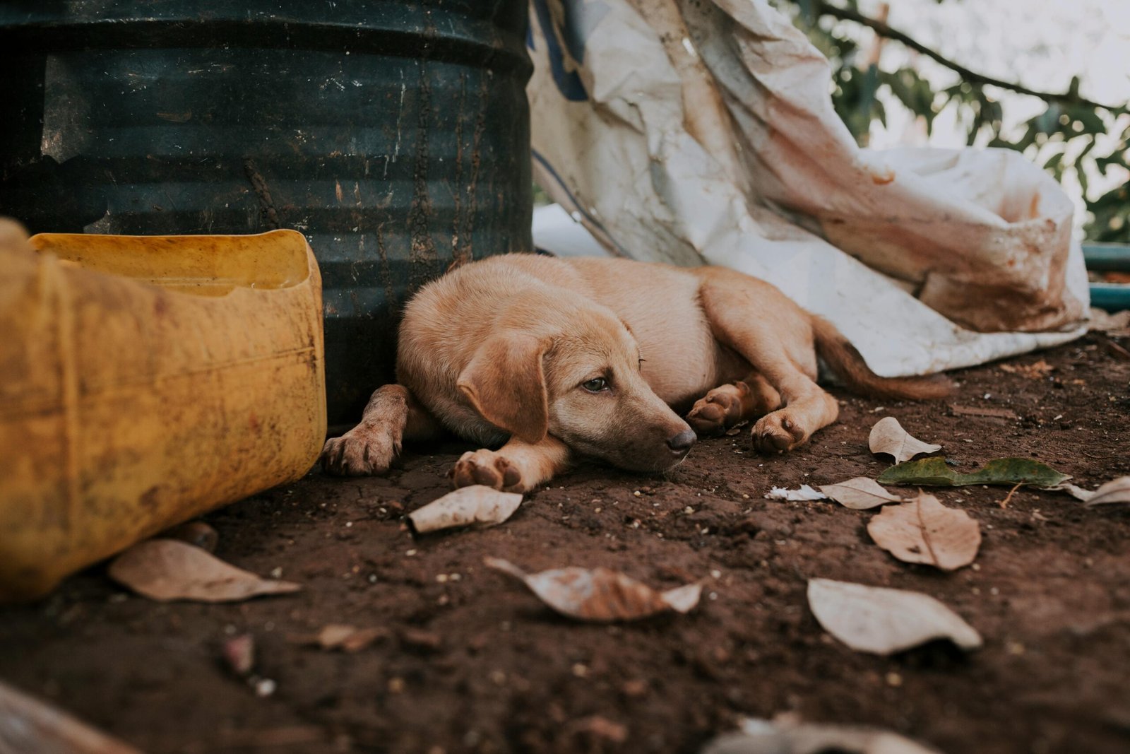 Dehydration problem in dogs